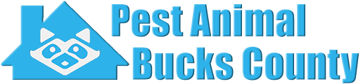 Bucks County Wildlife and Animal Removal